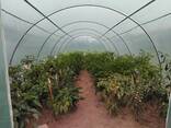 Теплица туннельная - фото 2