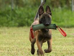 Вольеры для собак; Балансир для собак; Барьер для собак №1…, Ширина: 76-790 мм в Бишкеке