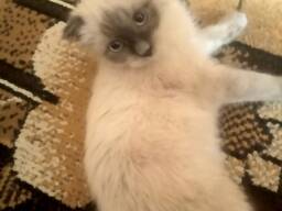 Возьму маленького котёнка сиамской породы