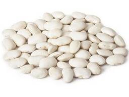 White bean Lopatka 8mm-9mm