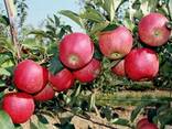 Яблоки Иссыккульский превосход - фото 1