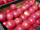 Яблоко оптом польша - фото 1