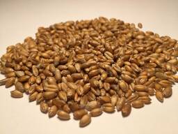 Закупаем зерно пшеницы в больших объемах 35 тыс. тонн в год.