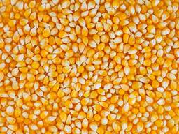 Желтая кукуруза (корм для животных)