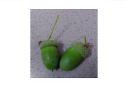 Жёлуди дуба