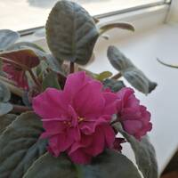 Demchenko Сергей Dmitrievith