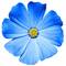 Primula, ИП